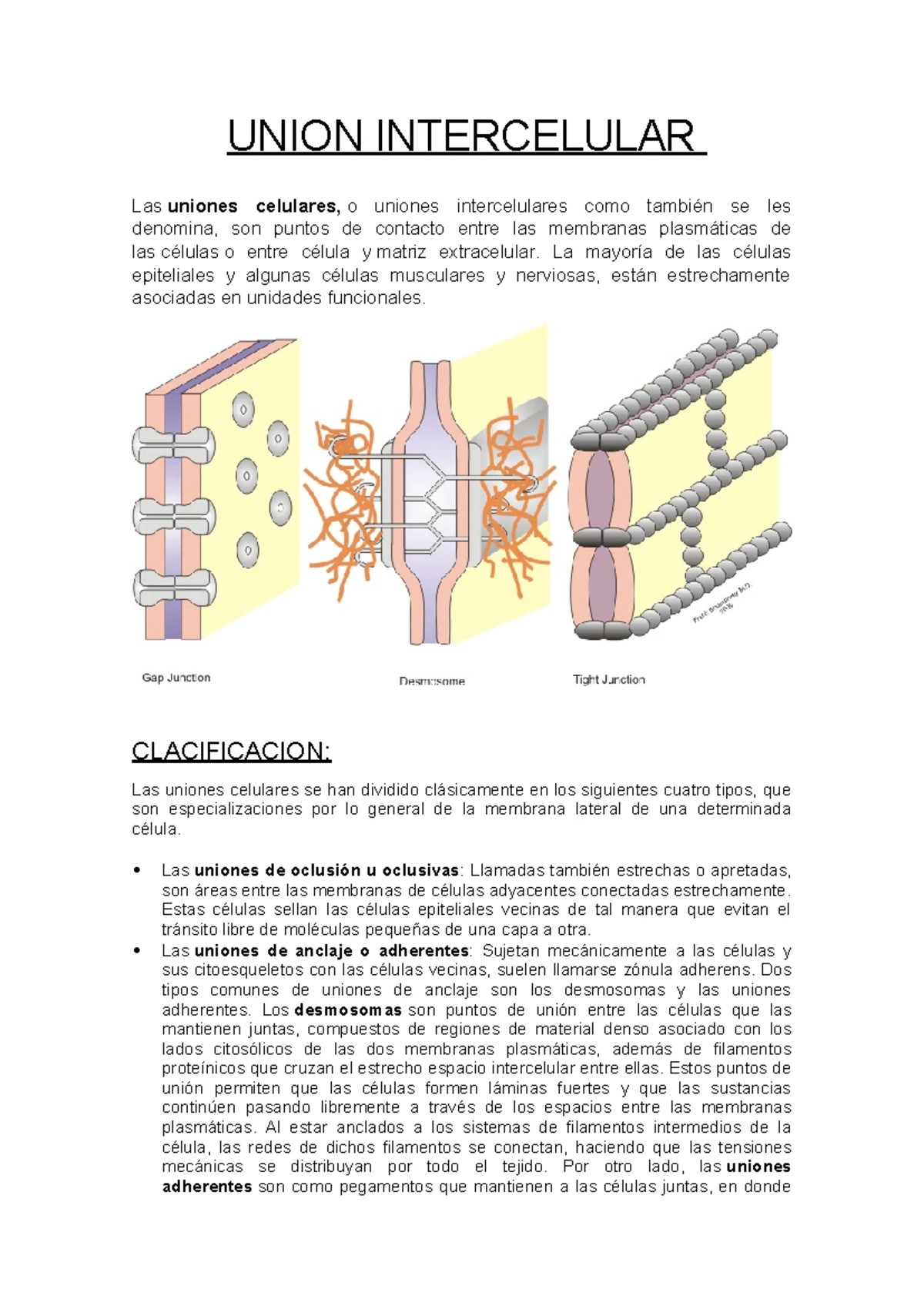 Práctico de Sistema Endócrino - GUIA de Trabajos (MH 149, MH 155a ...