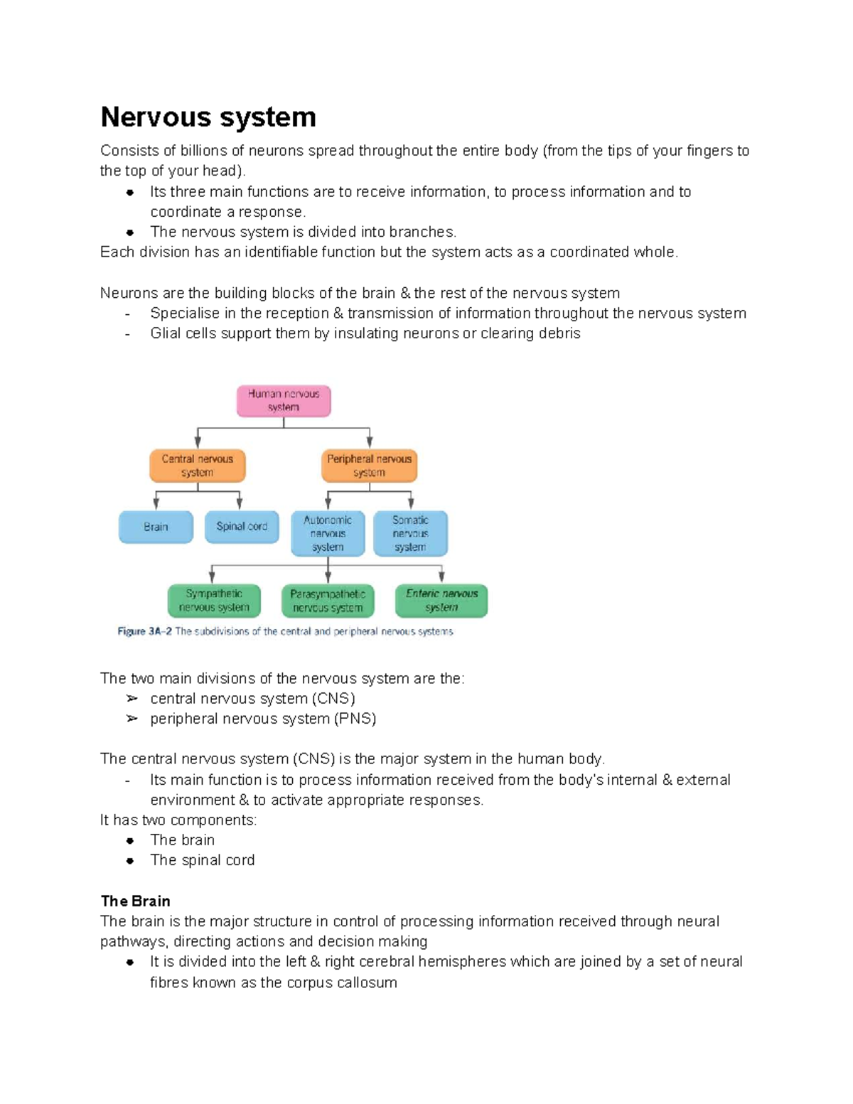 BNS Notes: VCE Psychology 3/4 - Nervous System Overview and Functions ...