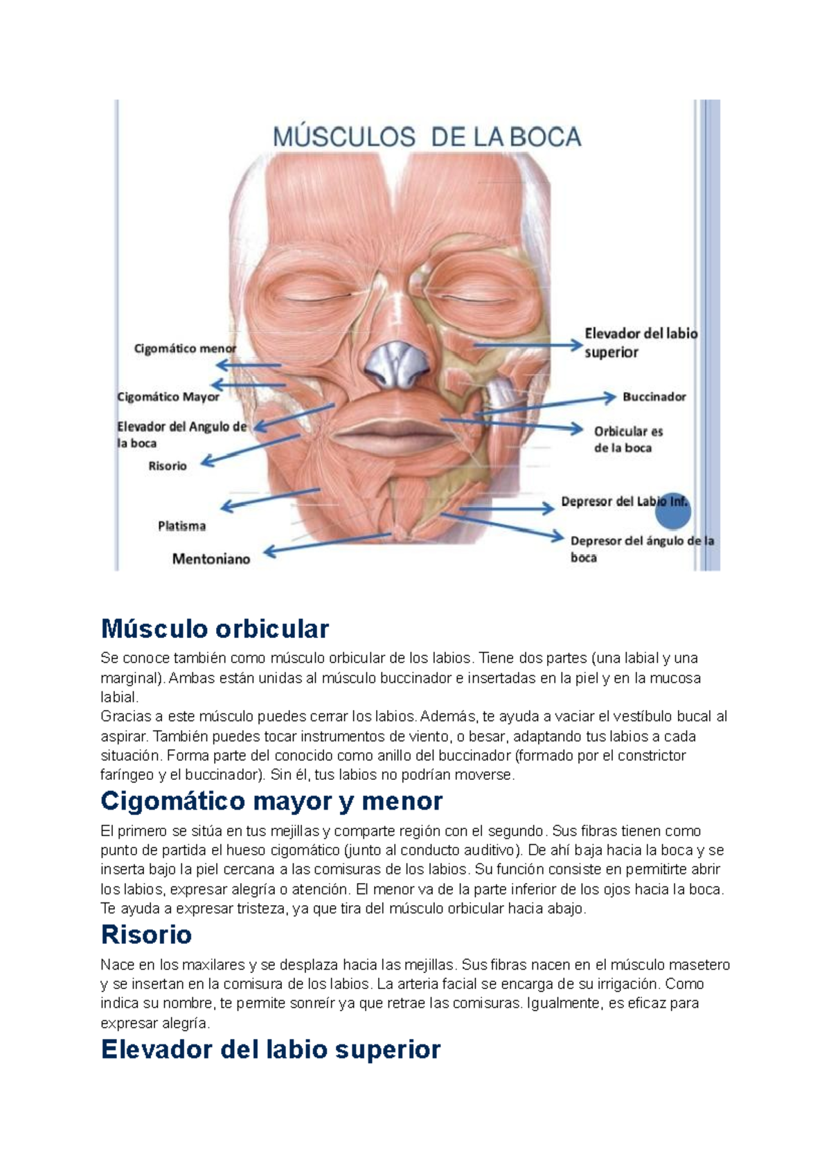 Musculos DE LA BOCA - Músculo orbicular Se conoce también como músculo ...