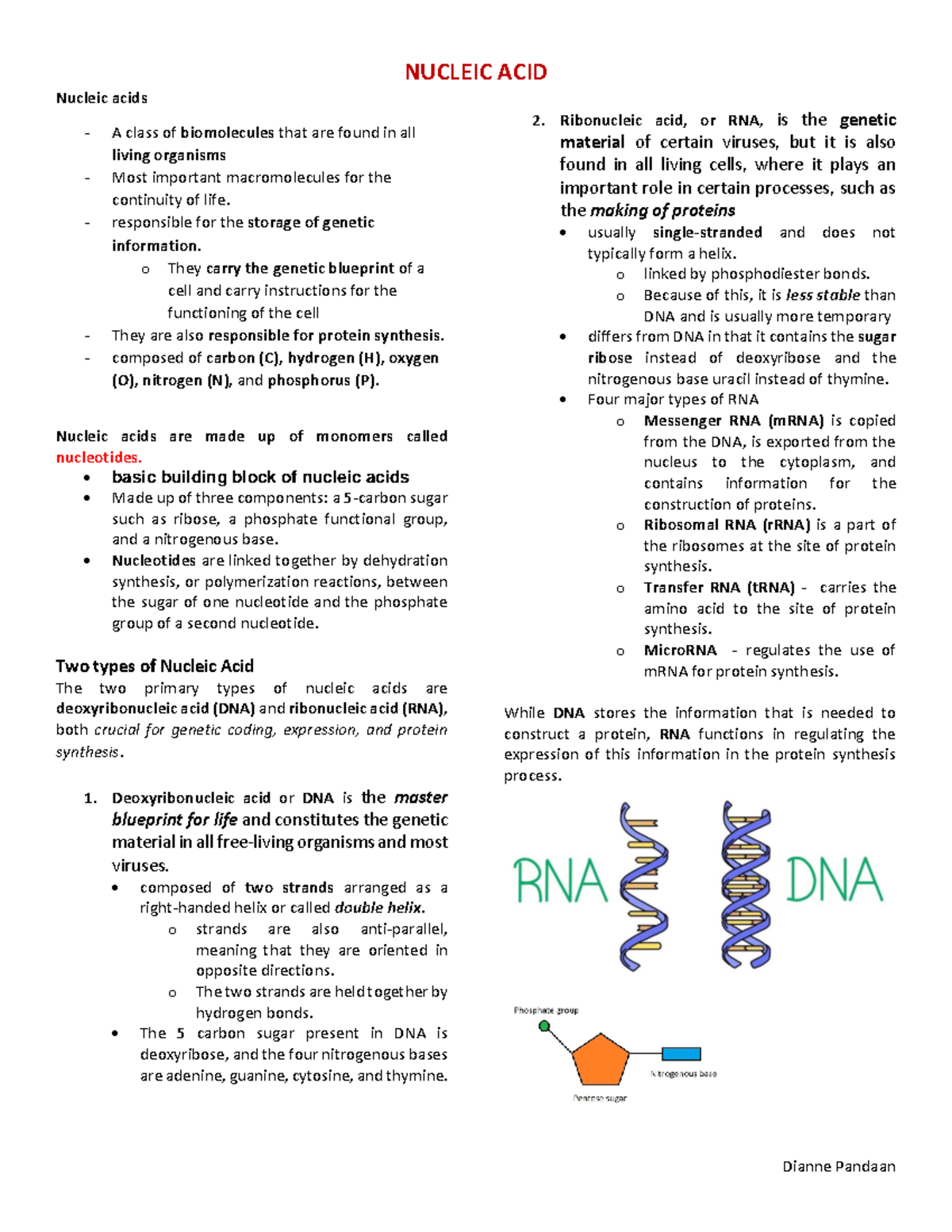 NUC 101: Nucleic Acids Overview and Functions - Studocu