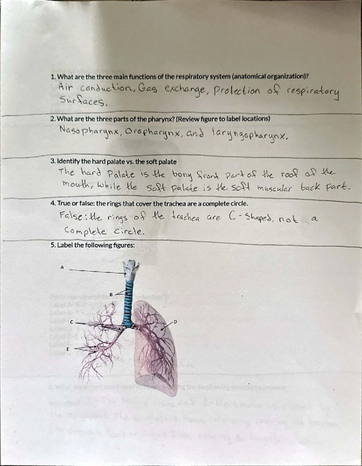 Module 2: Respiratory System Overview and Key Concepts - Studocu