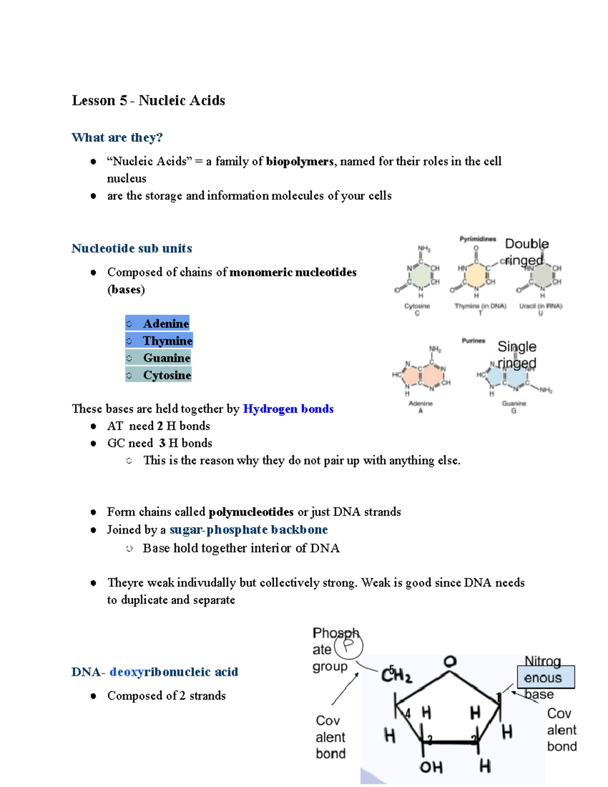 Nucleic Acids and Proteins - Lesson 5 - Nucleic Acids What are they ...