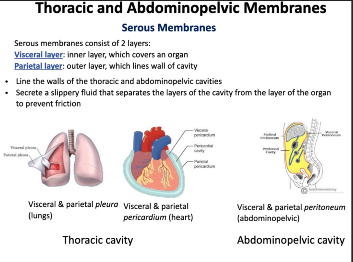 Screenshot 2025-02-16 at 1.24.02 AM - Thoracic and Abdominopelvic ...