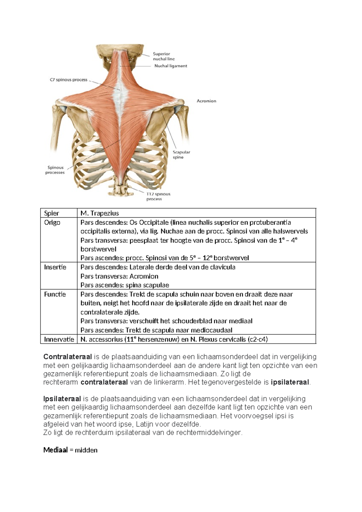 Origo en Insertie van de Spieren van de Bovenste Extremiteit - Studeersnel