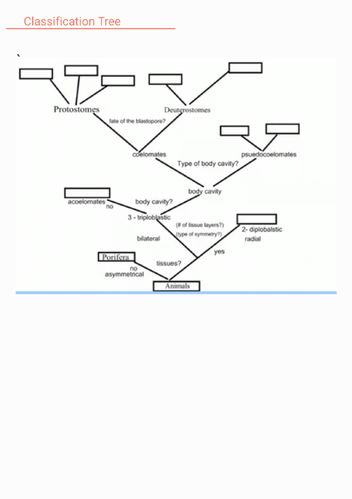 Classification Tree nematode - Classification Tree Protostomes ...