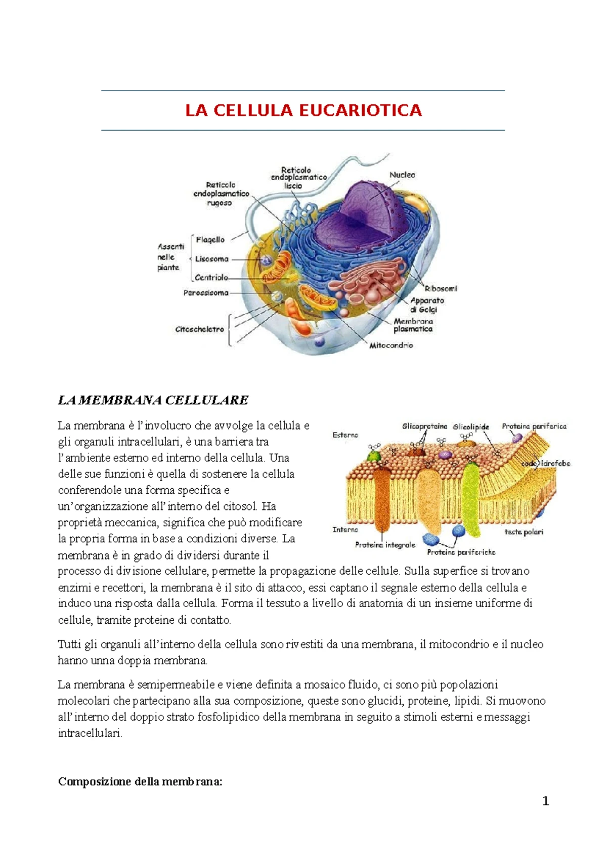 Pacchetto Di Aggiornamento Per La Cellulosa - Gioco Da Tavolo Strategico Sulla Biologia Delle Cellule Vegetali