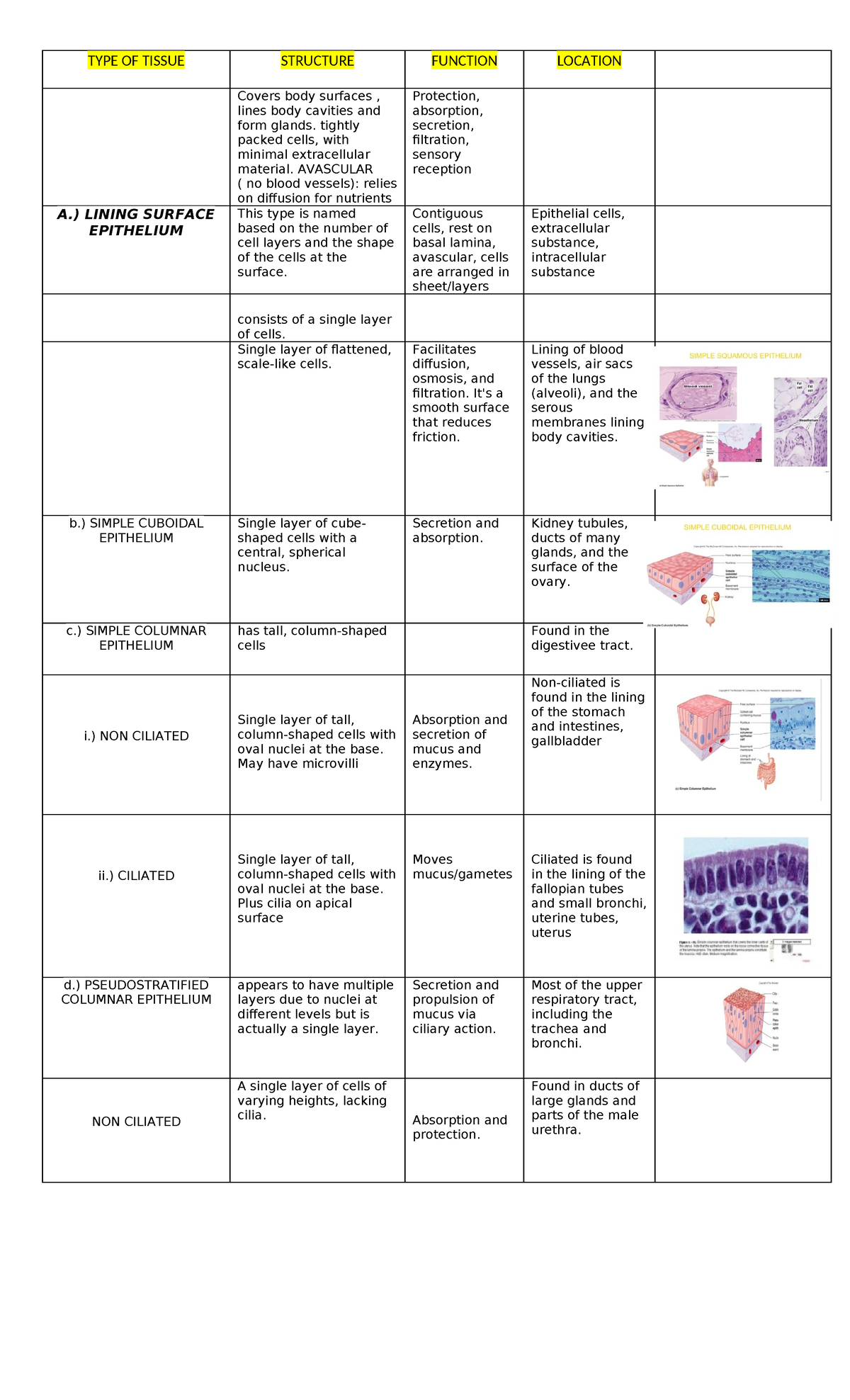 Tissue Types and Functions: A Comprehensive Overview (BIO 101) - Studocu