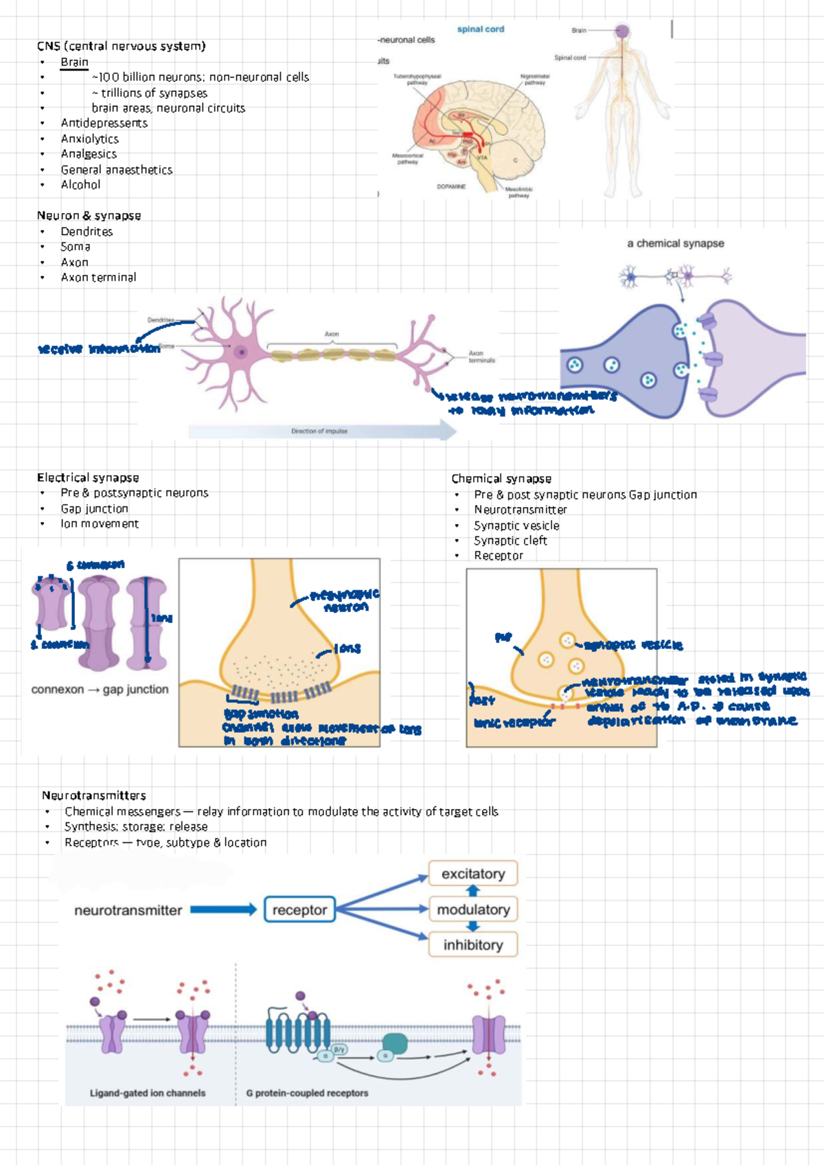 CNS - Neurotransmitter Release and Synaptic Function Notes - Studocu