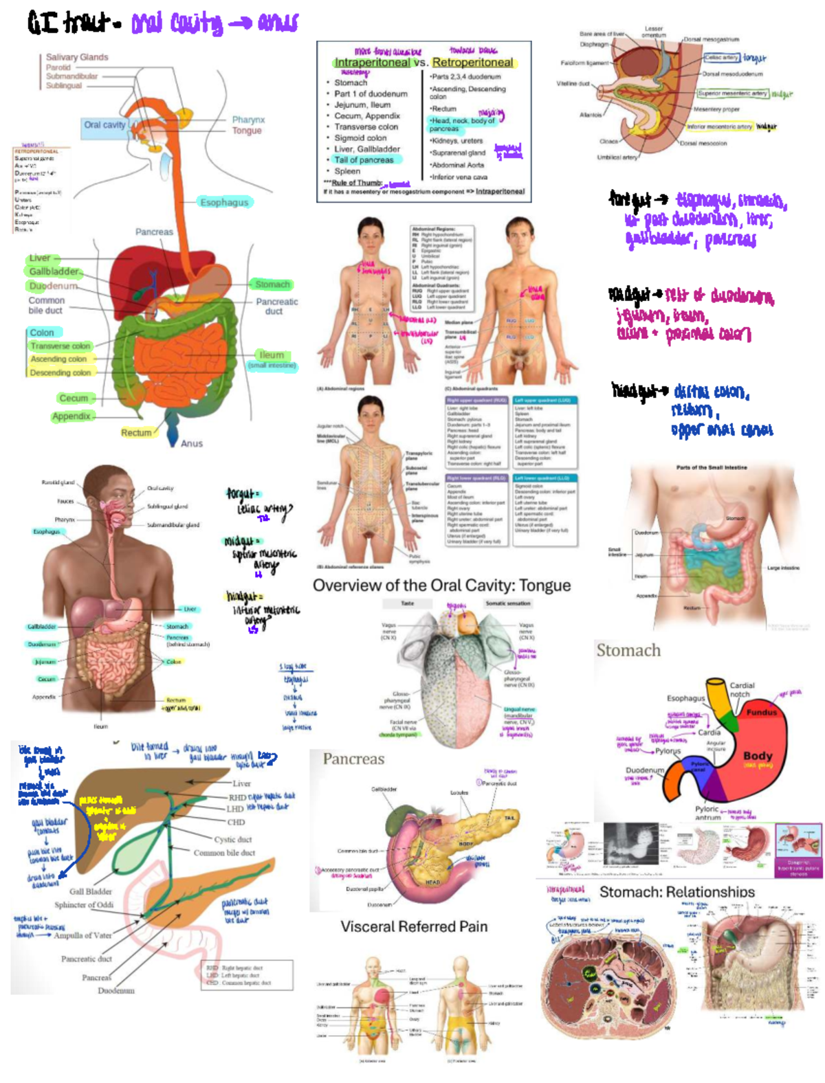 GI Review Sheet: Anatomy, Physiology, and Pathology of the GI Tract ...