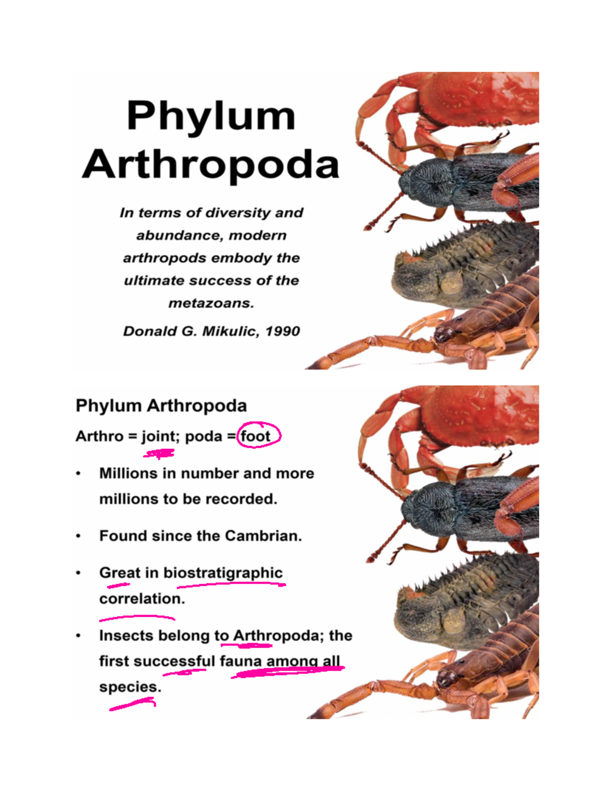 18-Phylum Arthropoda - Diversity, Anatomy, and Evolution in ...