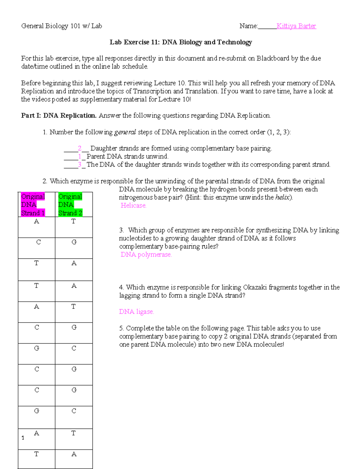 BI 101 Lab 11: Exploring DNA Replication, Transcription, and ...