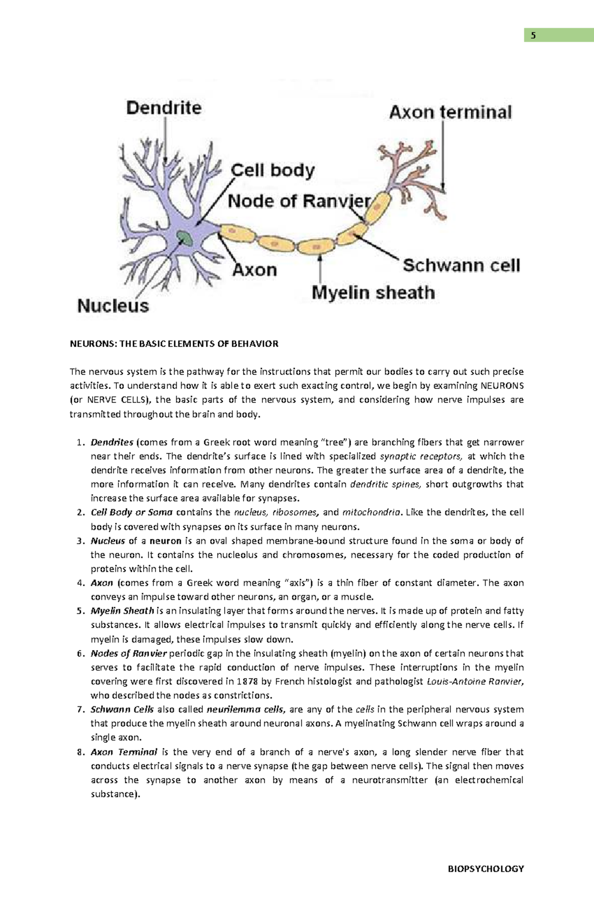 BIOPSYCHOLOGY: Understanding Neurons and Their Functions - Studocu