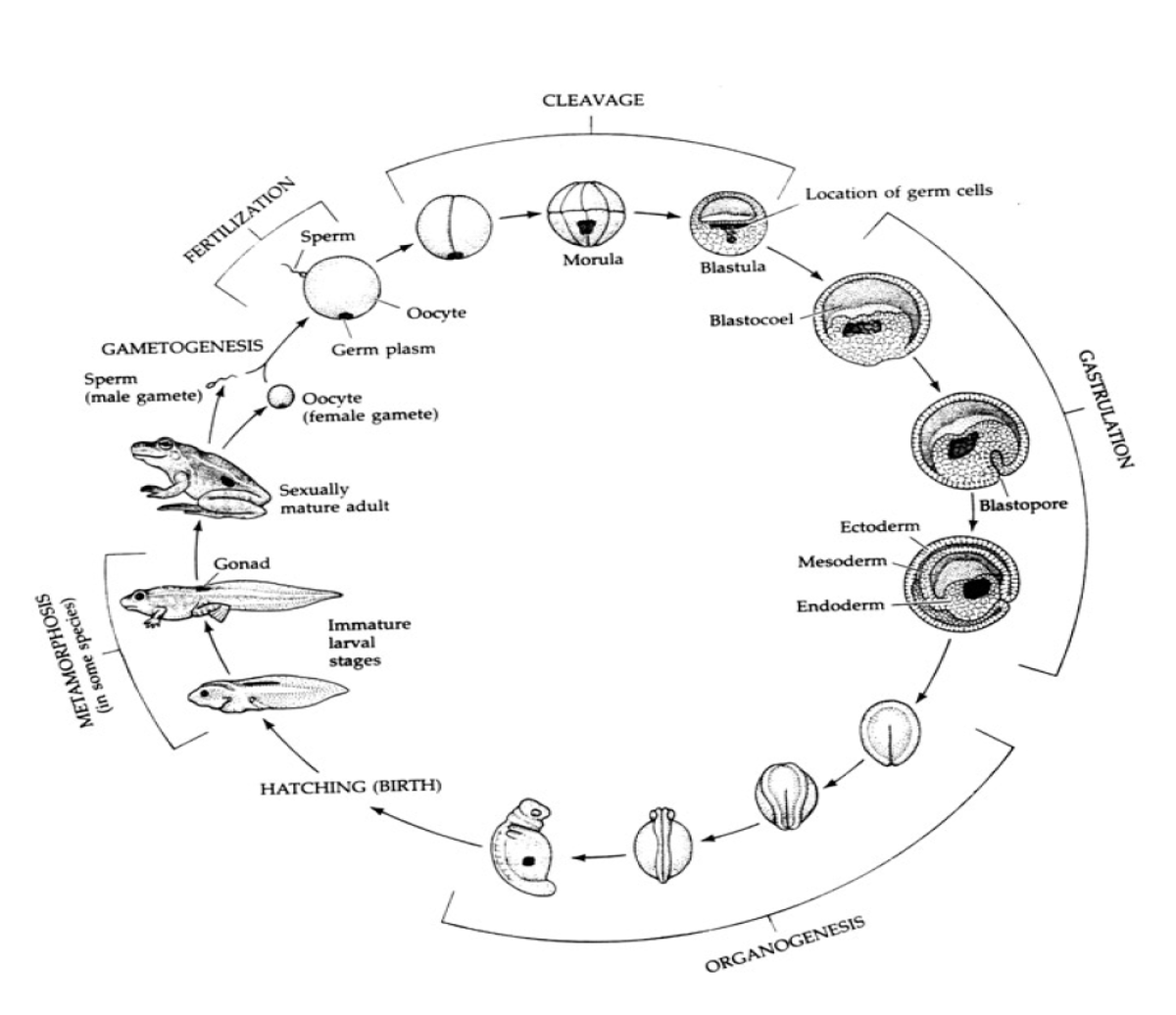 Embryo Development Summary - Lecture Notes (BIO101) - Studocu