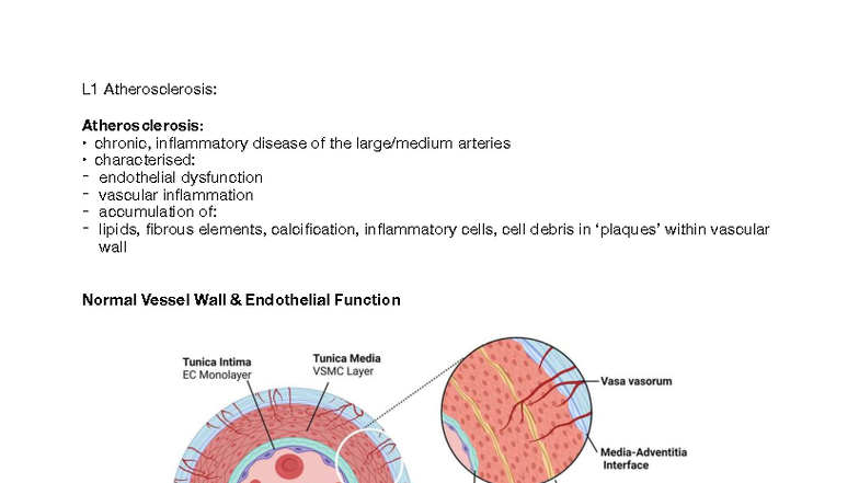 L1 Atherosclerosis: Endothelial Dysfunction and Treatment Notes - Studocu