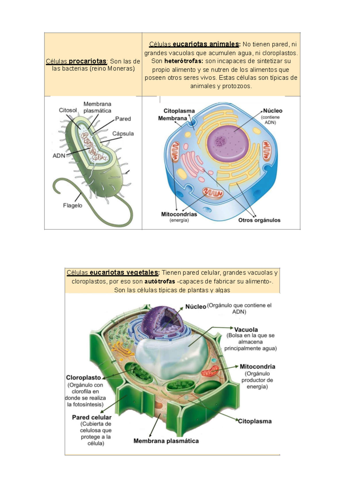 Células - Tipos de células - Células procariotas : Son las de las bacterias  (reino Moneras) Células - Studocu