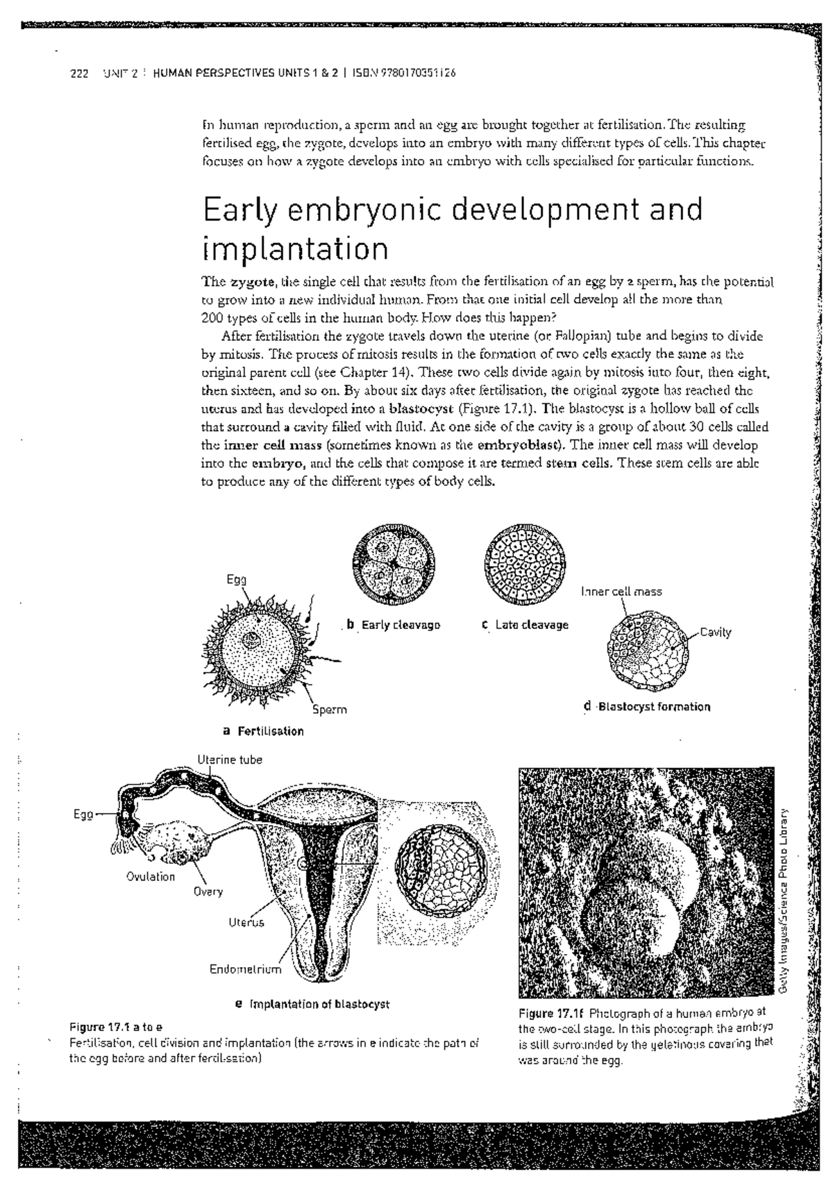 UNIT 2 I HUMAN PERSPECTIVES I CHAPTER 17 I EMBRYO DEVELOPMENT - Studocu
