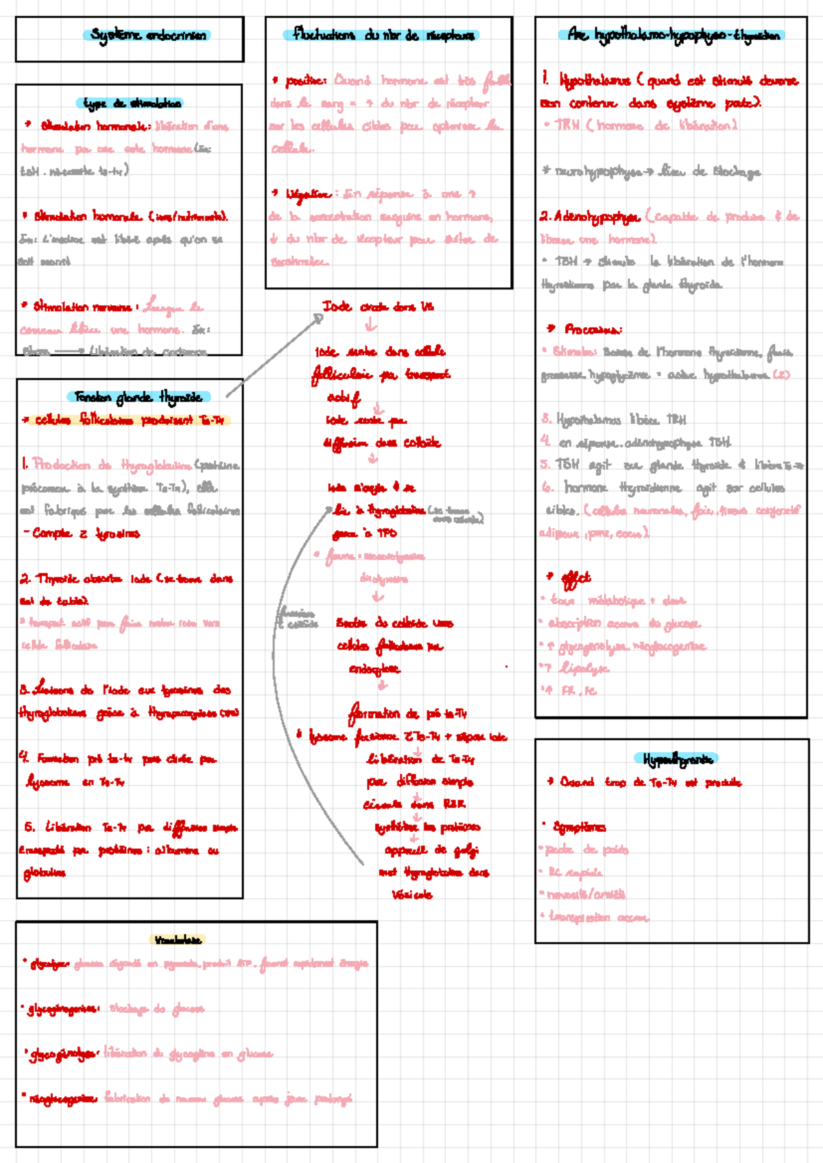 Physiopathologie Système Endocrinien - Final Exam Notes - Studocu