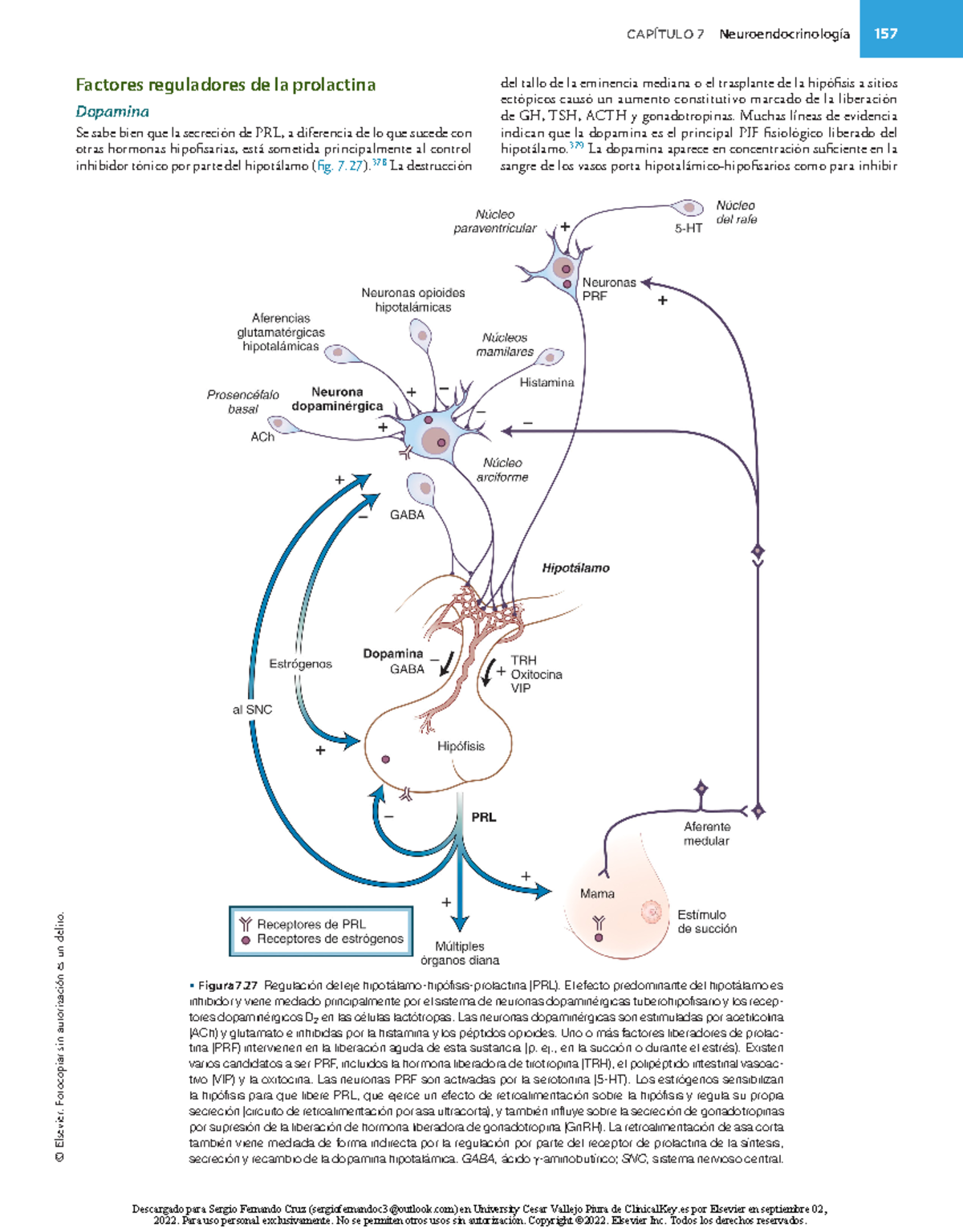 Factores Reguladores de la Prolactina en Neuroendocrinología (CAP. 7 ...