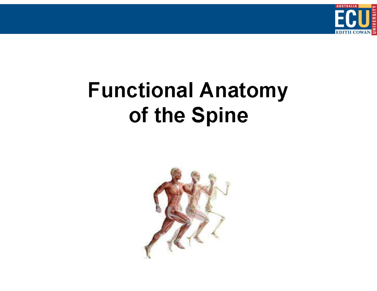 Functional Anatomy of the Spine: Overview and Insights - Studocu