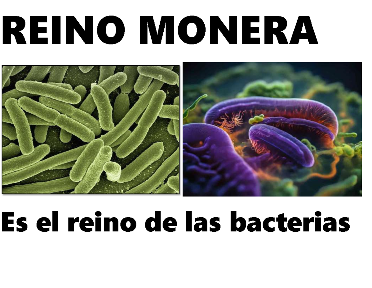 Los 5 Reinos del mundo - Biologia - REINO MONERA Es el reino de las  bacterias Los podemos encontrar - Studocu
