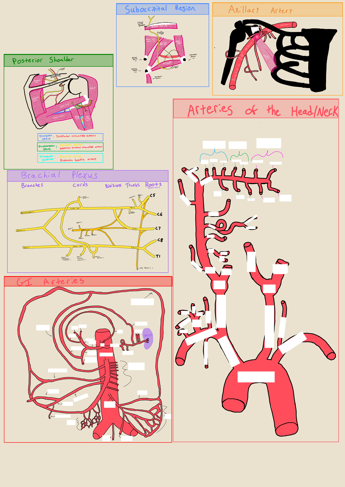 Cranial Nerves and Arteries: A Comprehensive Study Guide (ANAT 101 ...