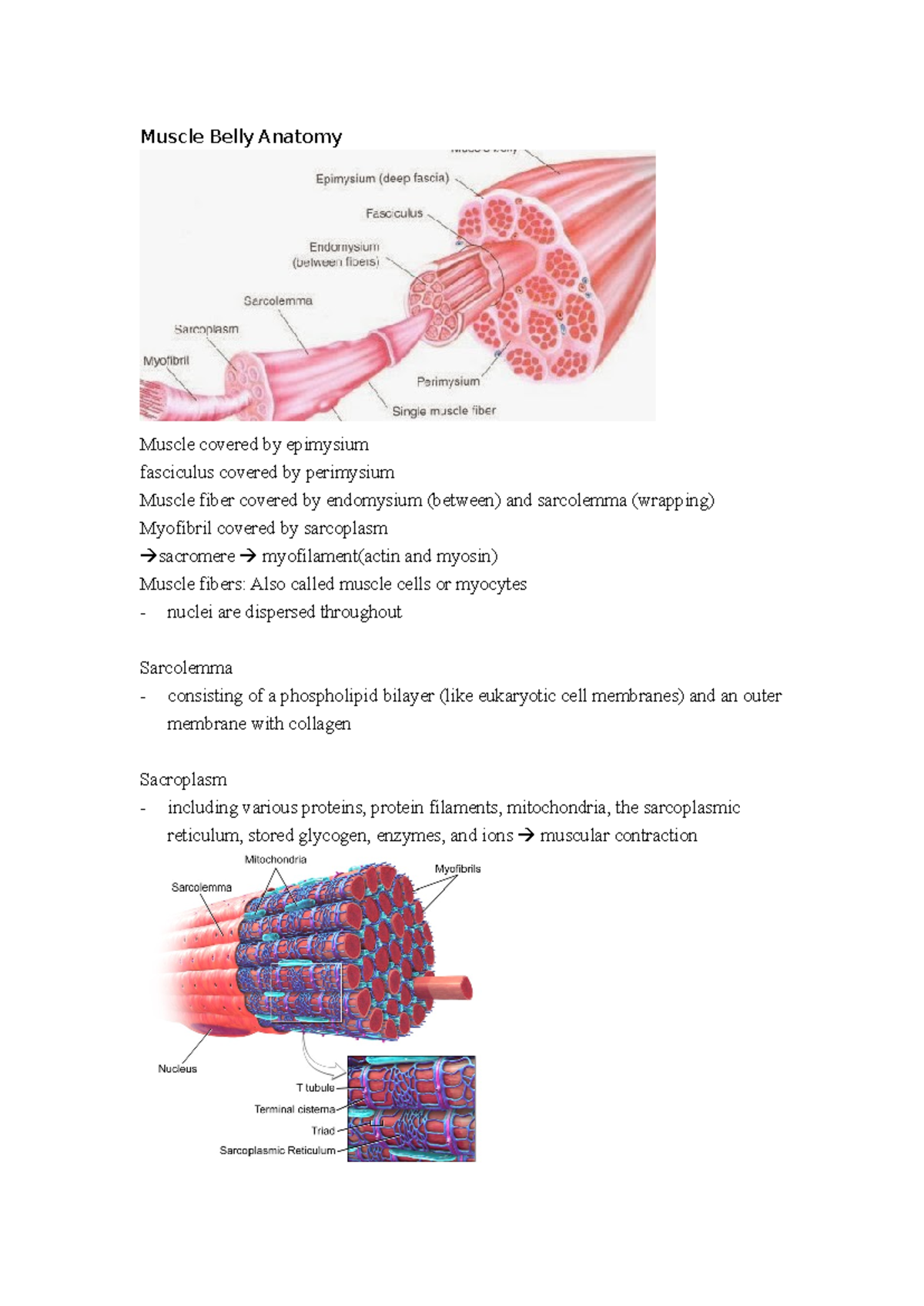 Muscle Belly Anatomy - Chapter 2 Overview and Key Concepts - Studocu
