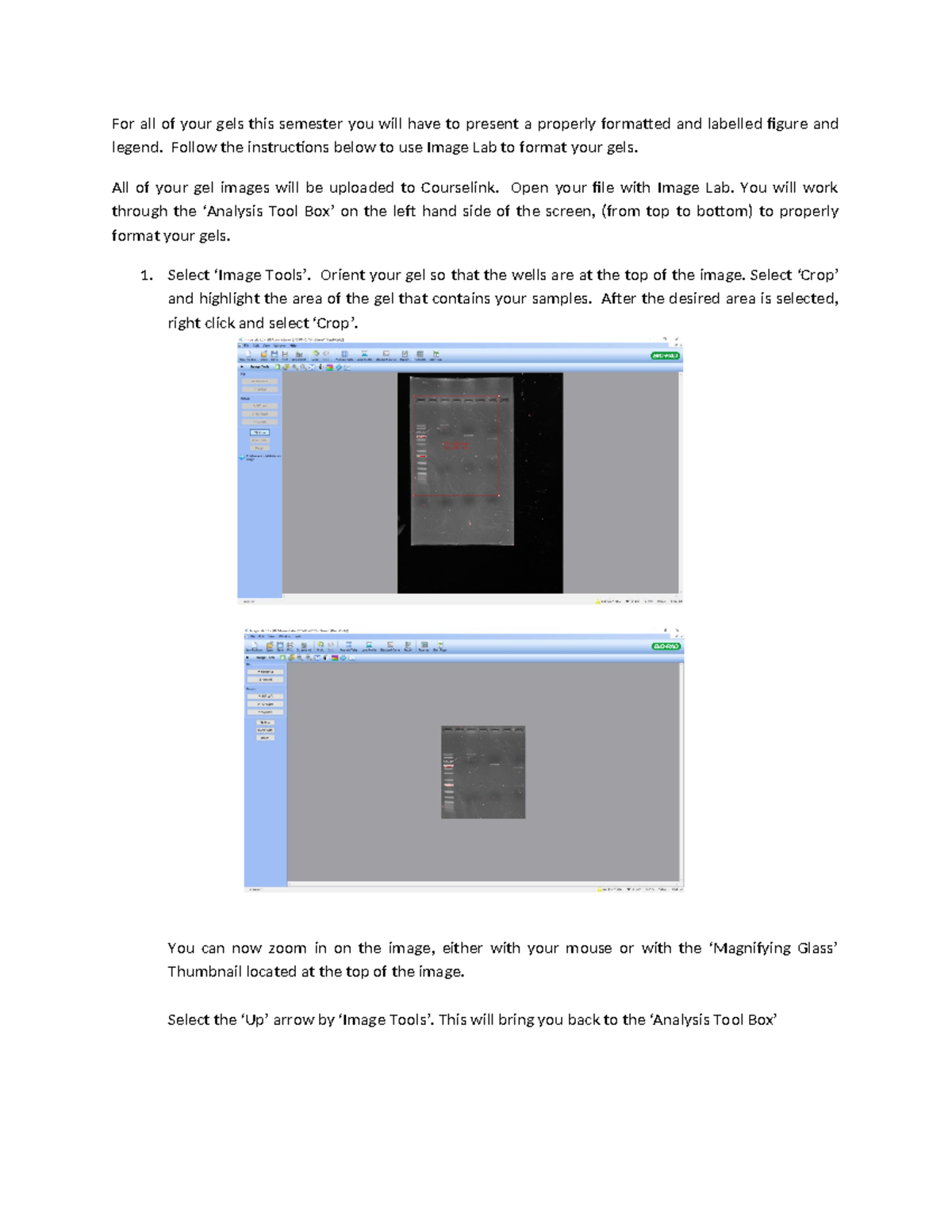 Image Lab Instructions for Gel Formatting and Analysis - Studocu
