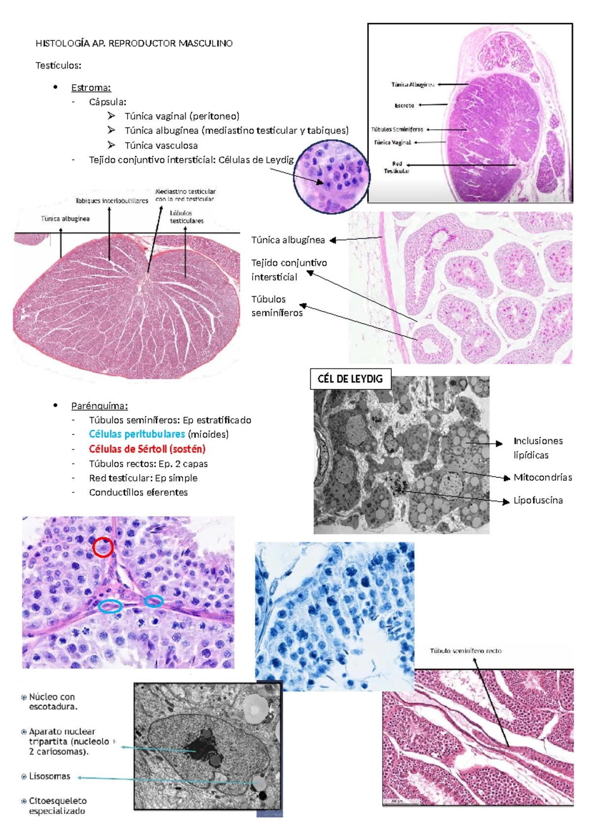 Esteatose Hepática: Análise Histológica e Macroscópica | PDF | Fígado |  Endotélio, image size:1200x1696