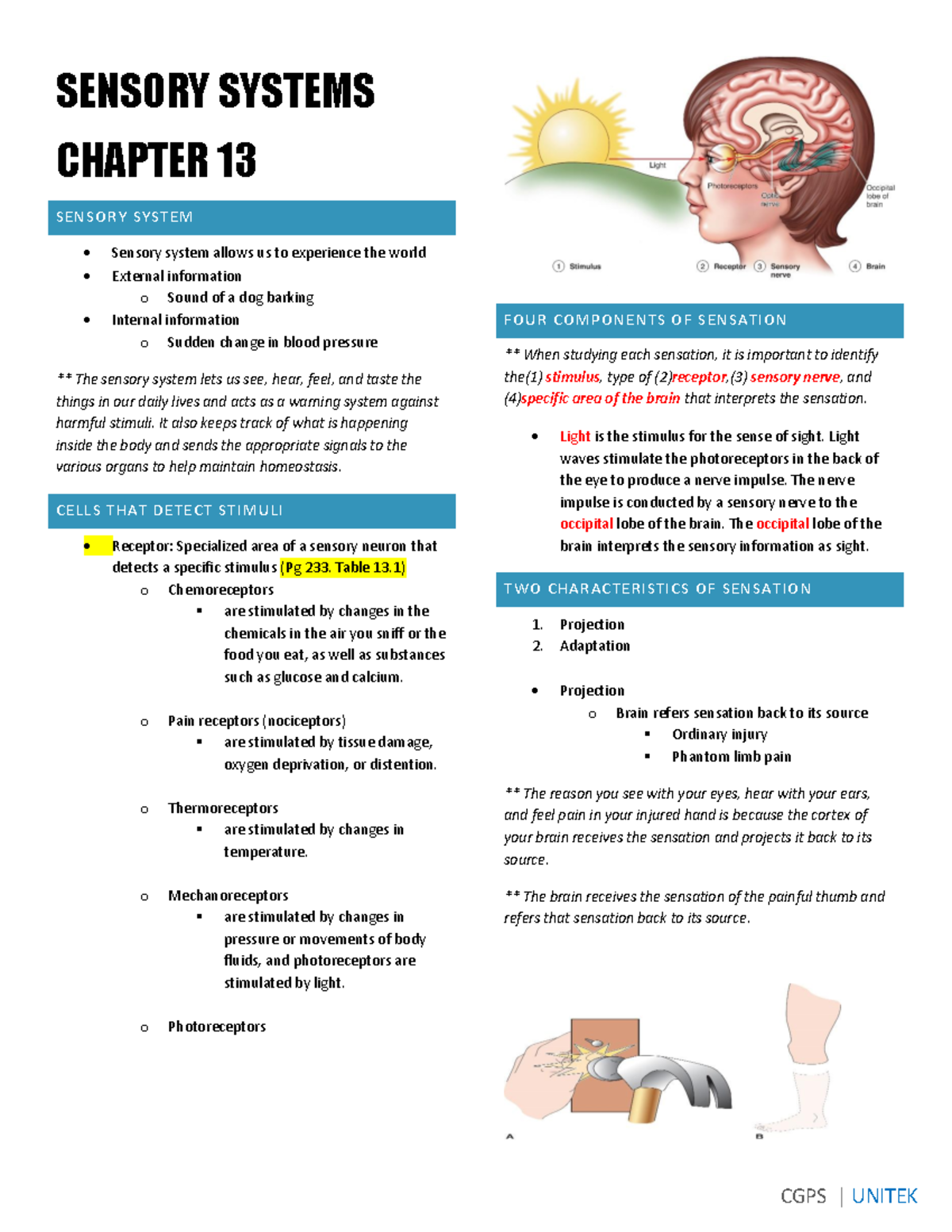 SENSORY SYSTEMS: Chapter 13 Notes on Functions & Receptors - Studocu