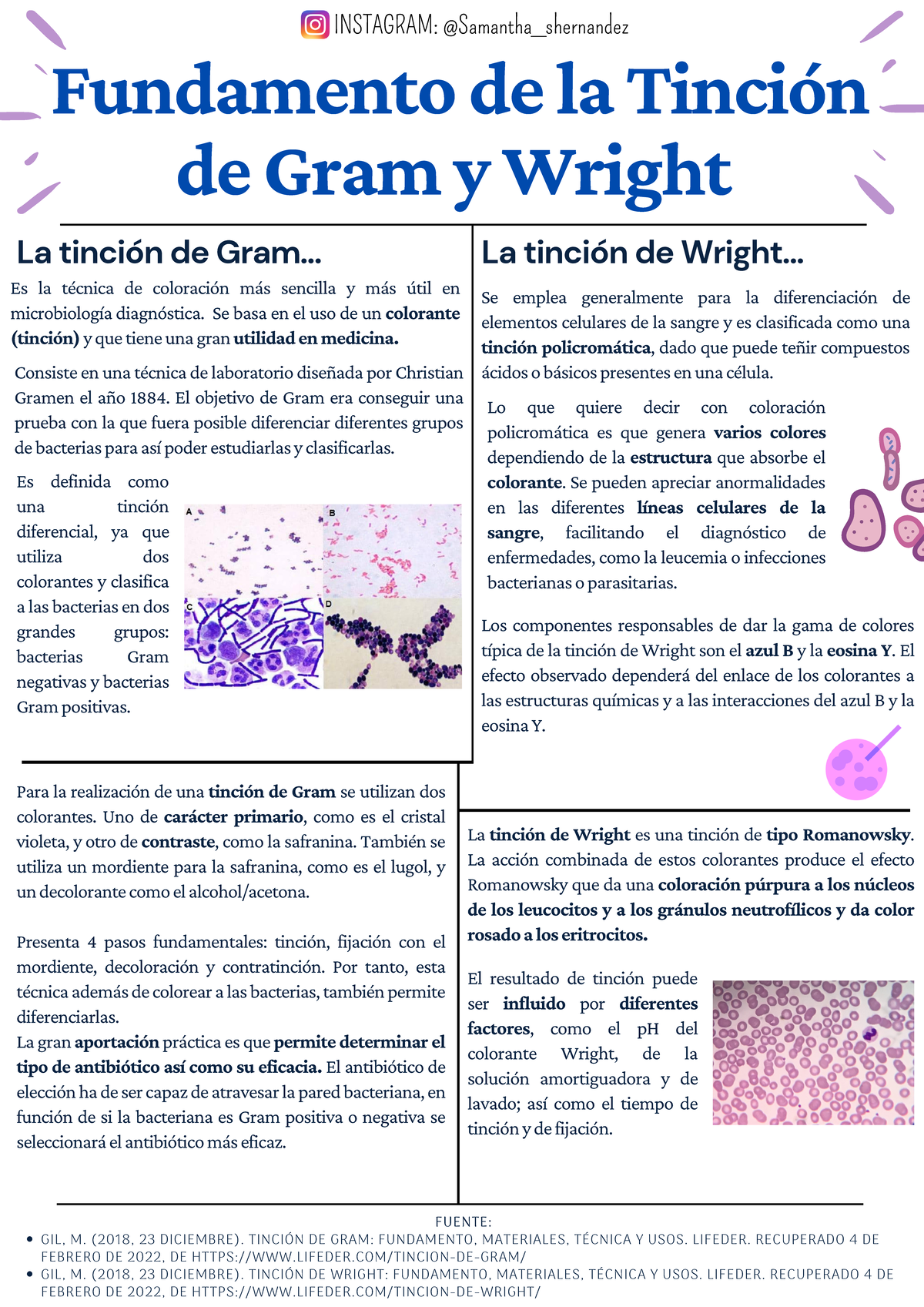 Las Bacterias Se Clasifican En Funcin De Su Tincin Gram Que Es Una