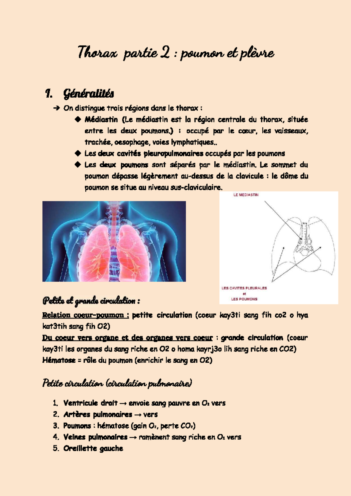 Thorax et Plèvre : Anatomie des Poumons et Circulations (ANAT) - Studocu