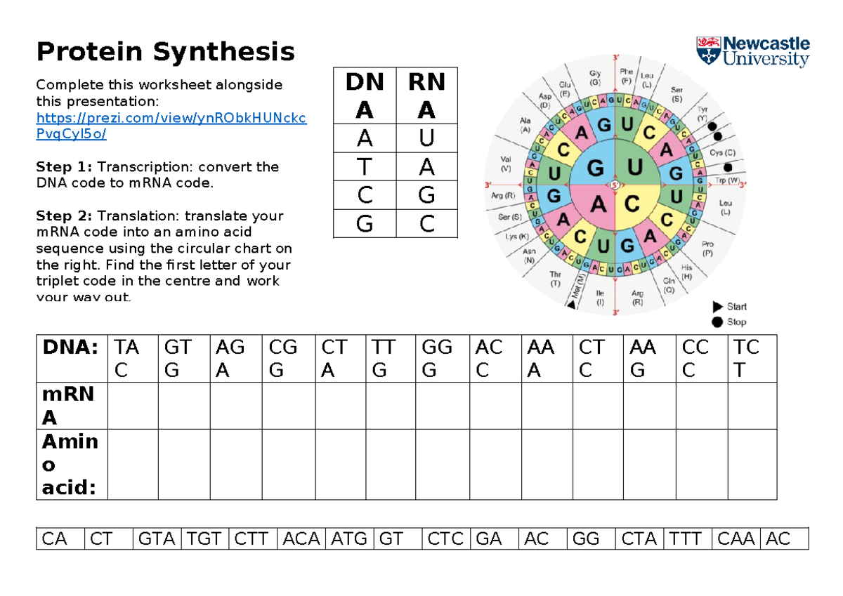 Protein Synthesis - Steps and Worksheet Guide - Studocu
