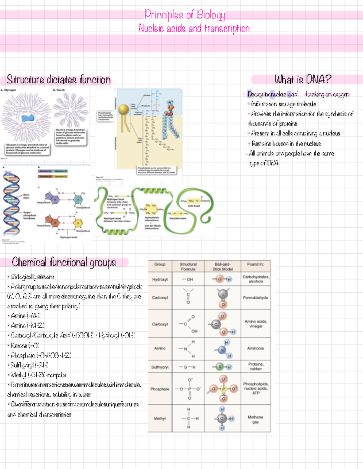 Nucleic acids and transcription Chapter 3 - Principles of Biology ...