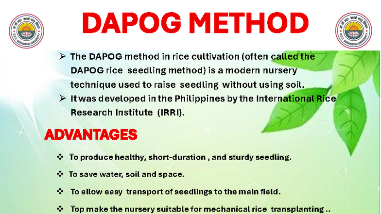 The DAPOG Method in Rice Cultivation: Techniques & Benefits - Studocu