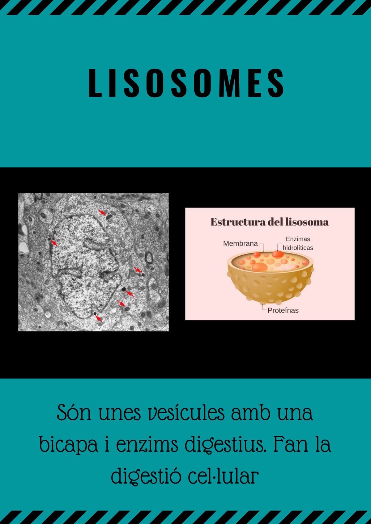 Lisosomas - ciencias - L I S O S O M E S Són unes vesícules amb una ...