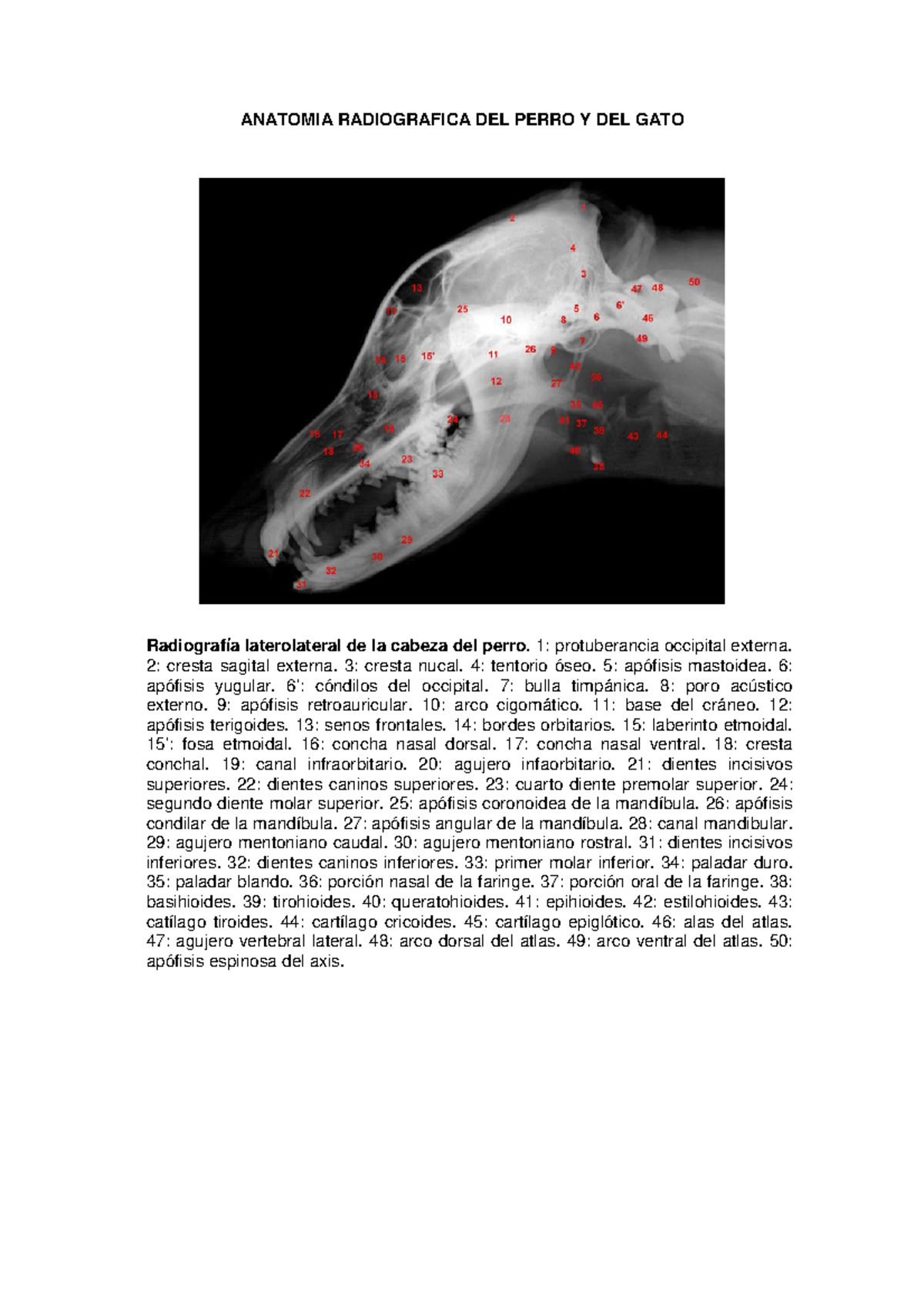 Radiología Animal en Perros: Anatomía y Técnicas Radiográficas - Studocu