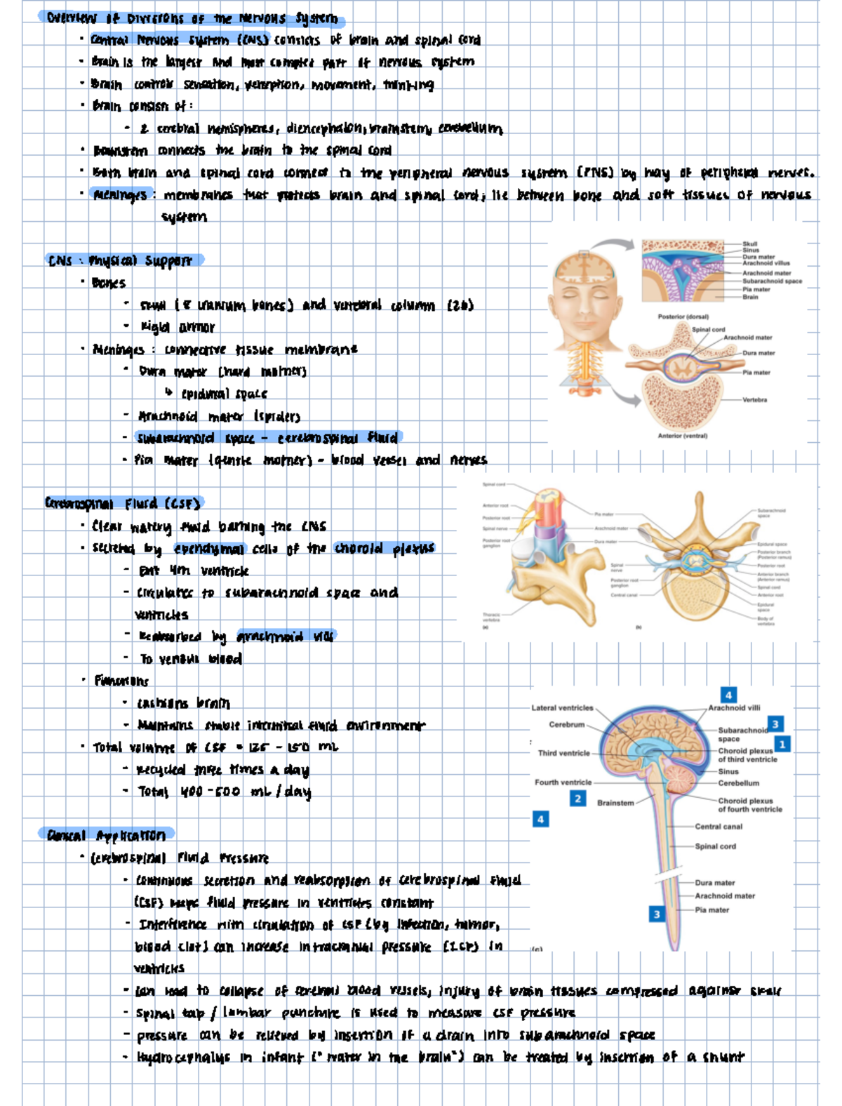 Chapter 11 - Nervous System - overview of Divisions of the Nervous ...