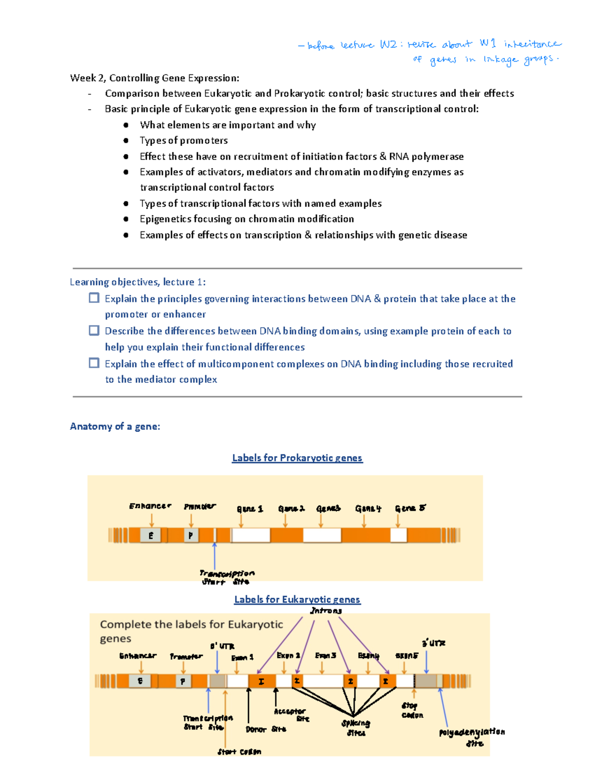 MB W2 Final Exam Notes: Controlling Gene Expression Basics - Studocu