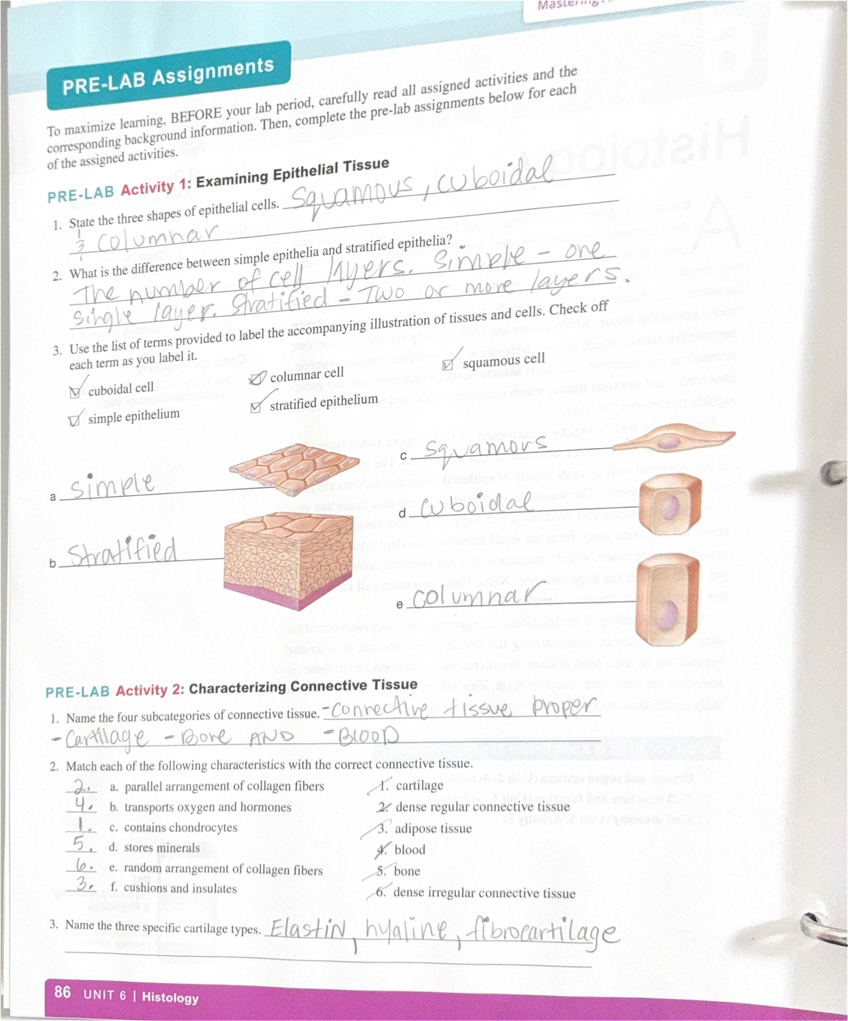 Lab 3 - Epithelial and Connective Tissue Assignments - Studocu