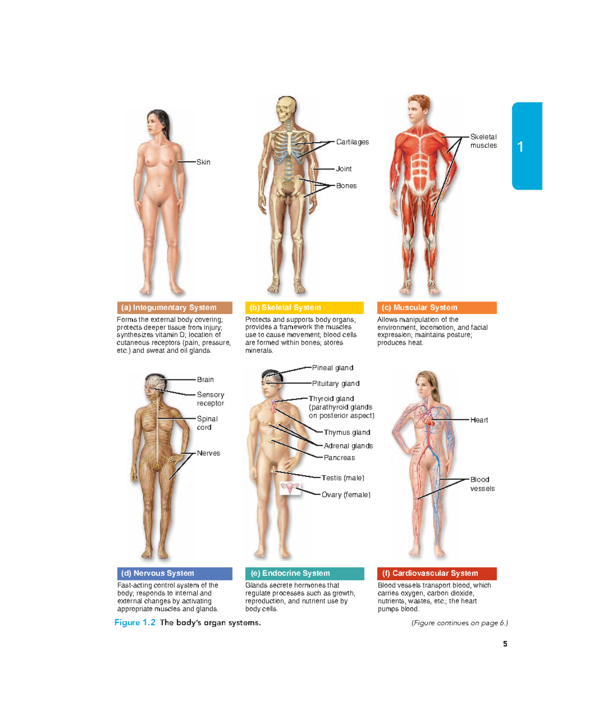 Lesson 1: Overview of Organ Systems in the Human Body - Studocu