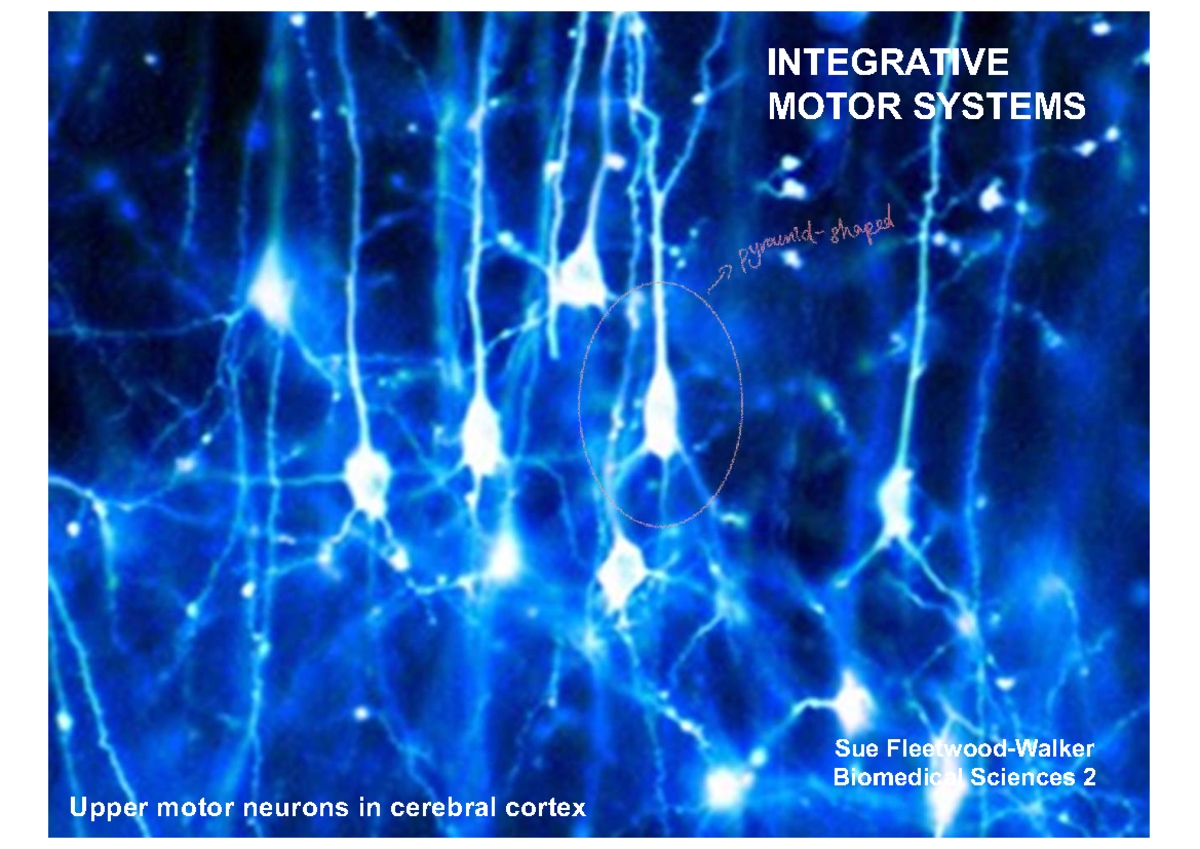 Integrative Motor Systems: Upper Motor Neurons & Pathways (BMS2 2025 ...