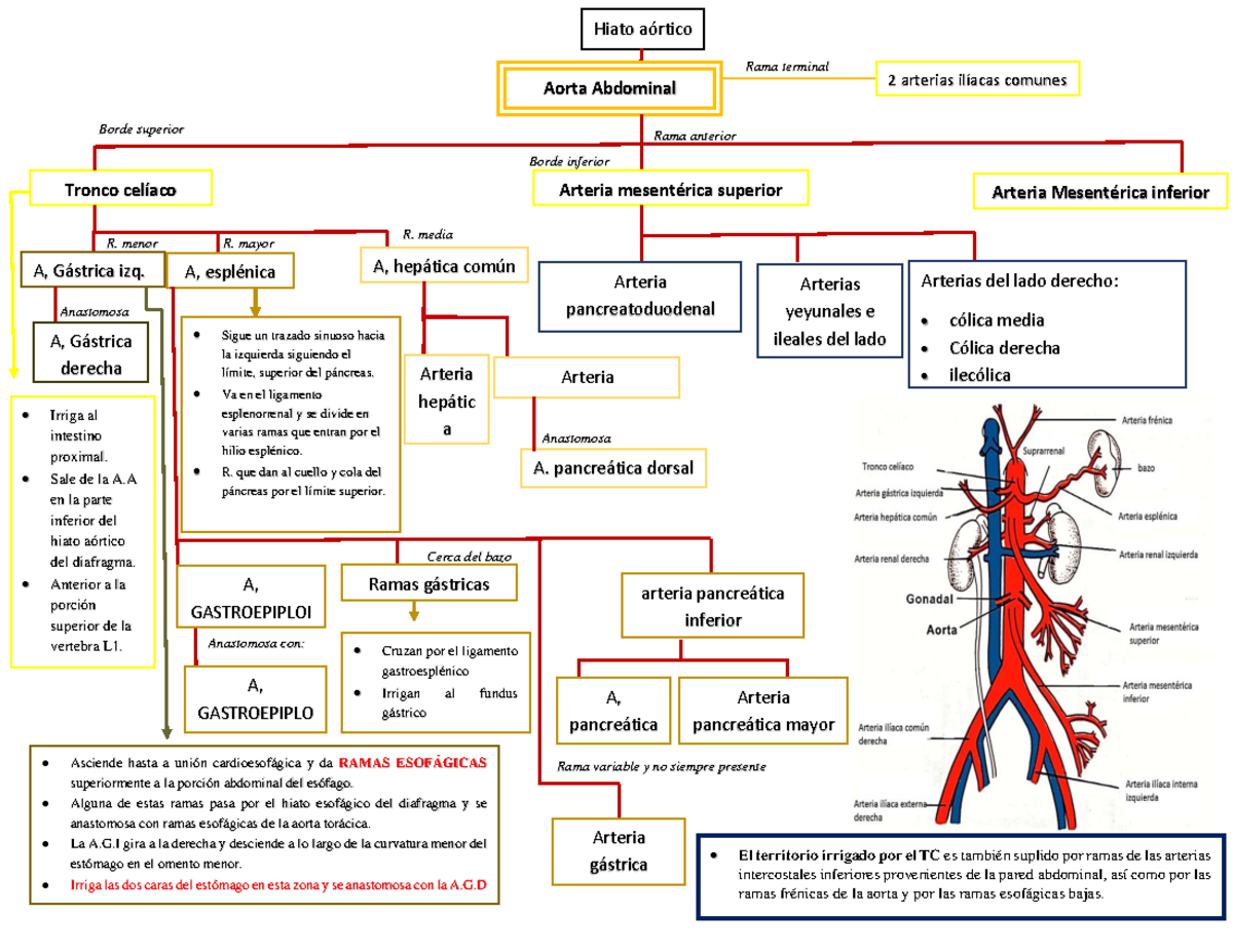 Anatomía de la Irrigación Torácica y Abdominal: Ramas y Anastomosis - Document Preview