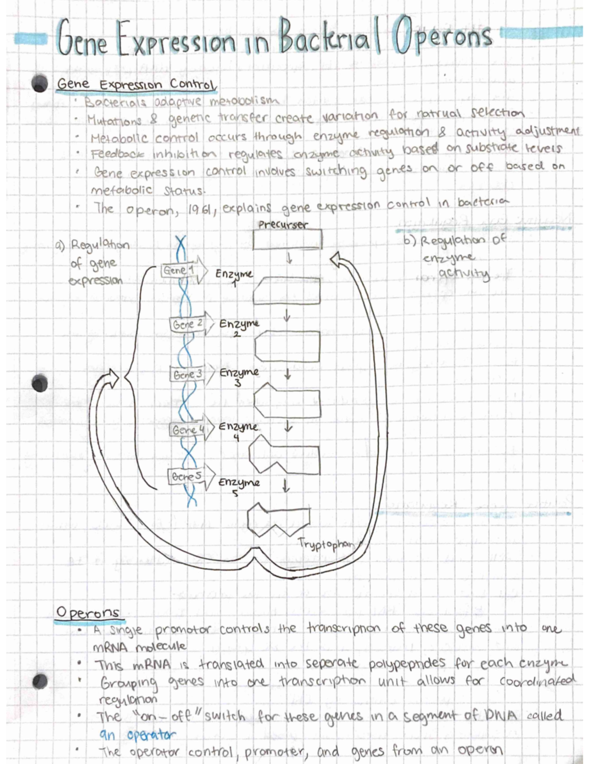 Gene Expression in Bacterial Operons: Mechanisms & Regulation Insights ...