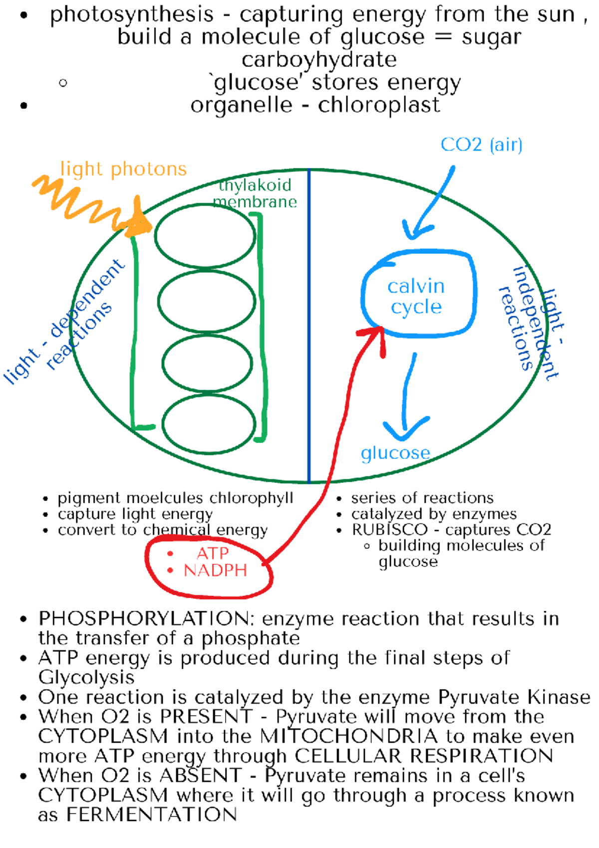 Biology Lecture Notes: Photosynthesis and Cell Metabolism - Studocu