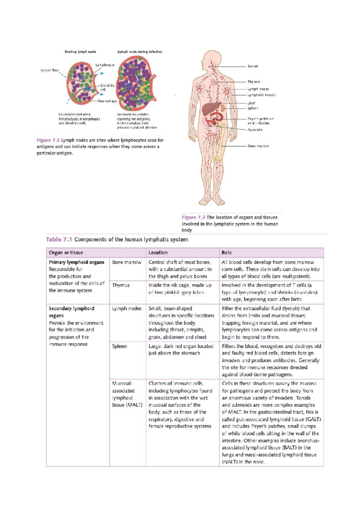 Bio 101: Chapter 7 - Lymphatic System and Immune Response Diagrams ...