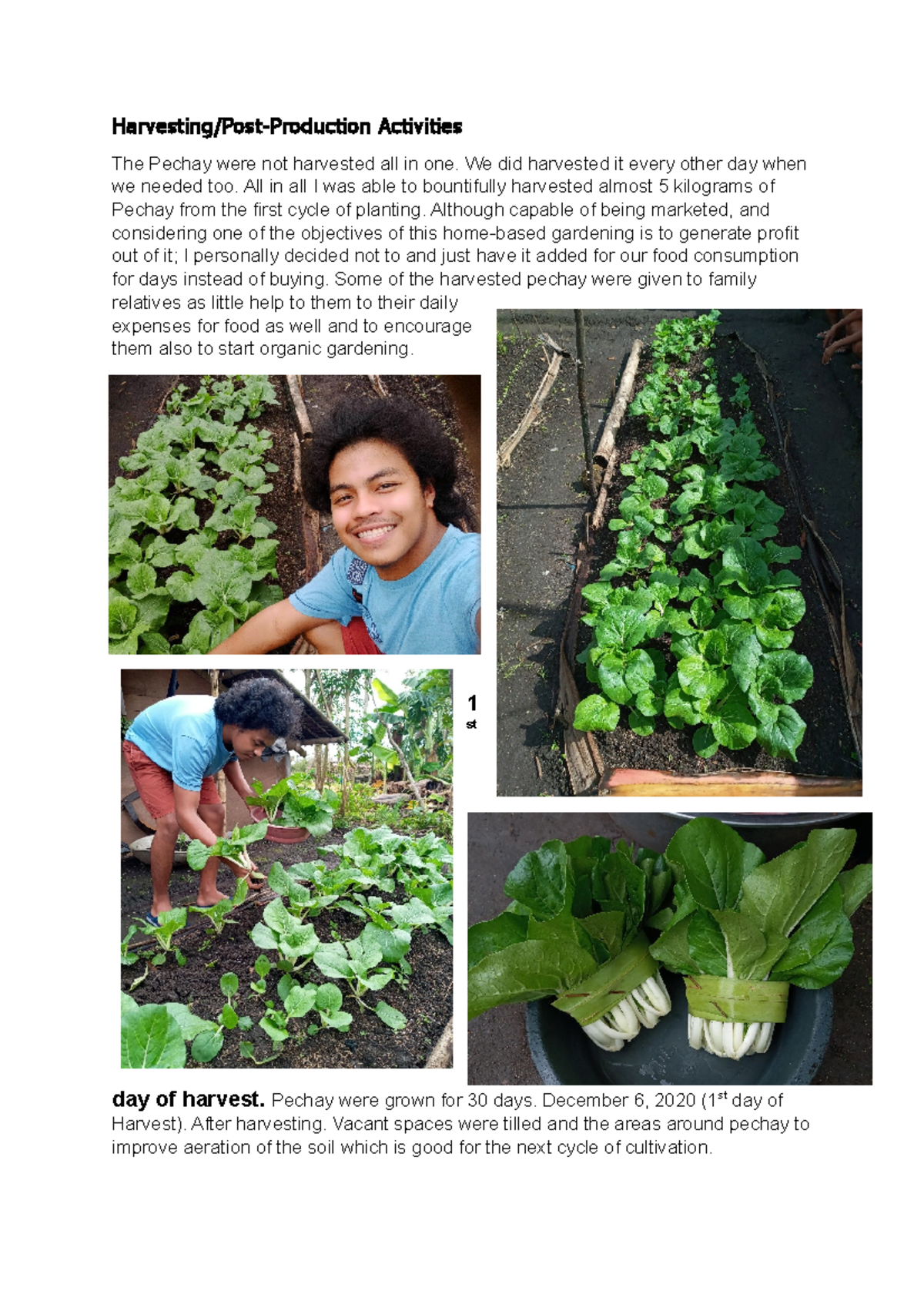 AGRI. Harvesting and Management of Pechay in Home Gardening - Studocu