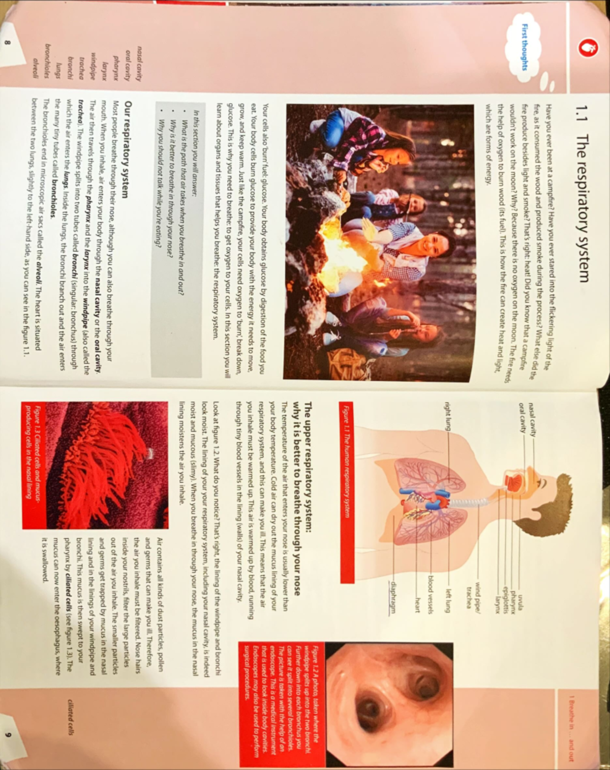 Bio 101 - Lecture Notes on the Human Respiratory System in Chapter 1 ...