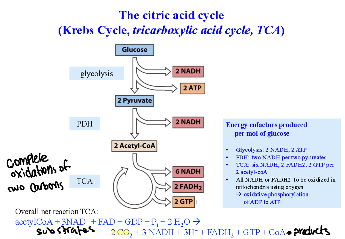 BIS 103 Mt 2 - Comprehensive Notes on the Citric Acid Cycle and ...