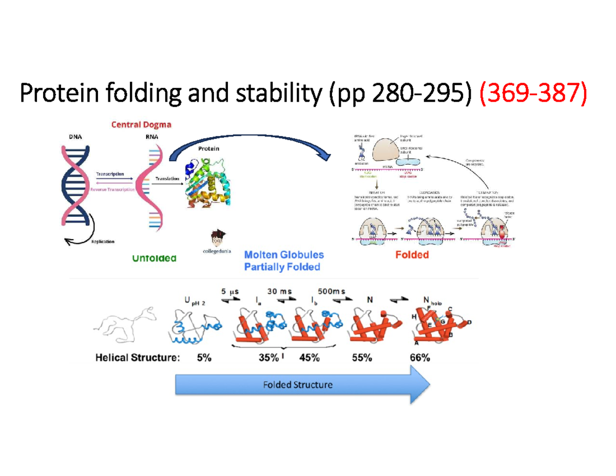 Protein Stability: Forces, Pathways, and Folding Dynamics - Studocu