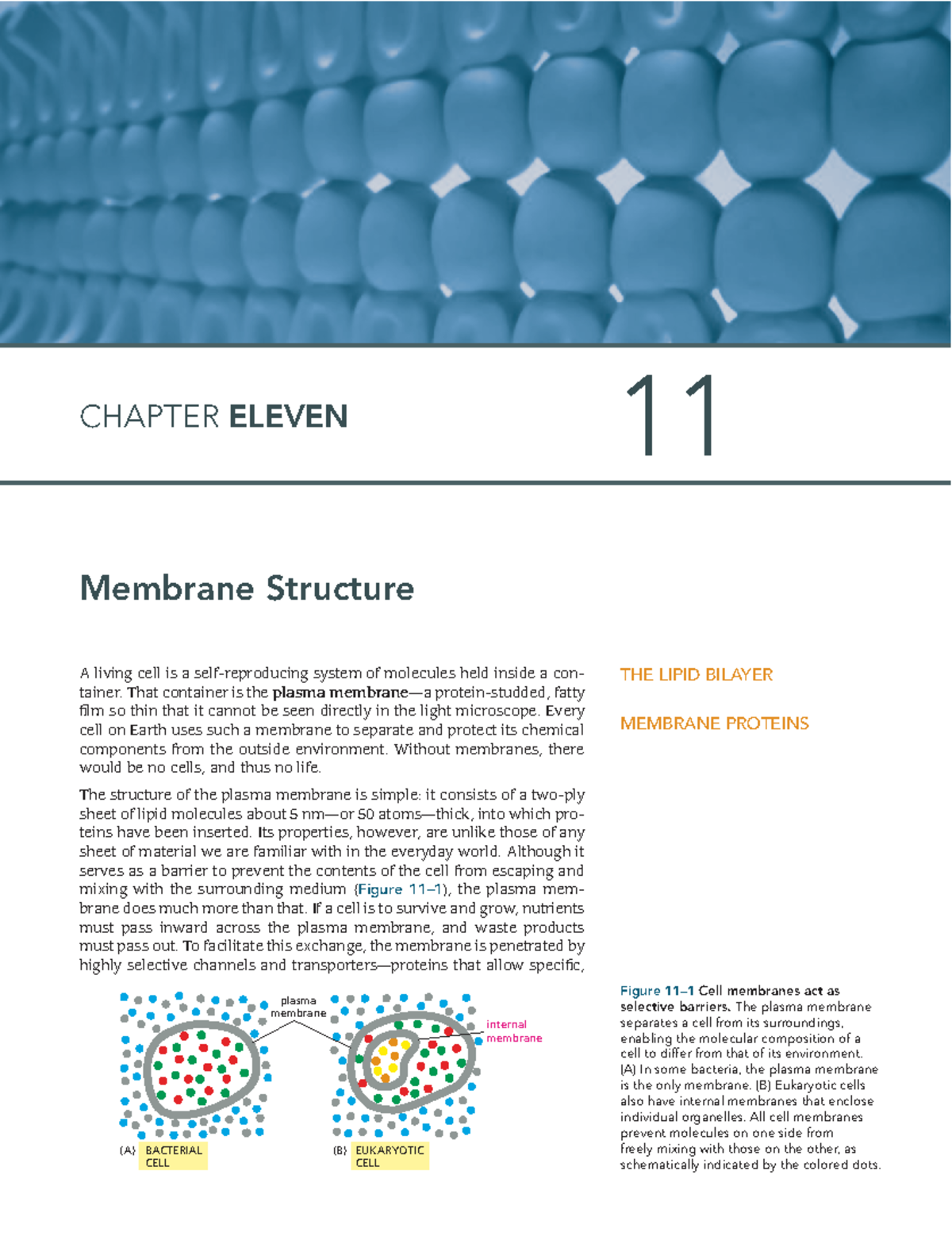 Essential Cell Biology Chapter 11 Membrane Structure - A living cell is ...